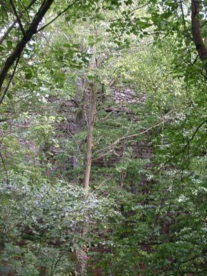 Ruine Altenberg