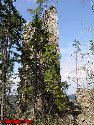 Burgruine Klingenberg / Niederösterreich