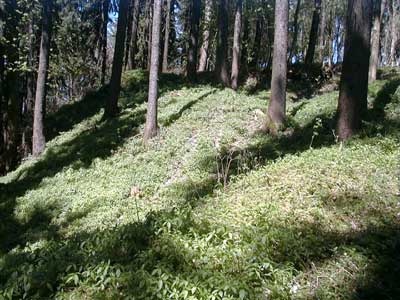 Ruine Kogl