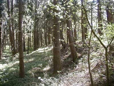 Ruine Kogl