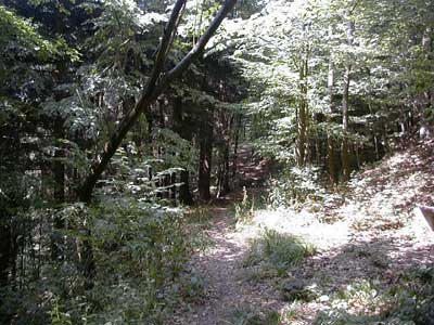 Ruine Säbnich