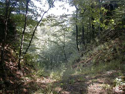 Ruine Säbnich